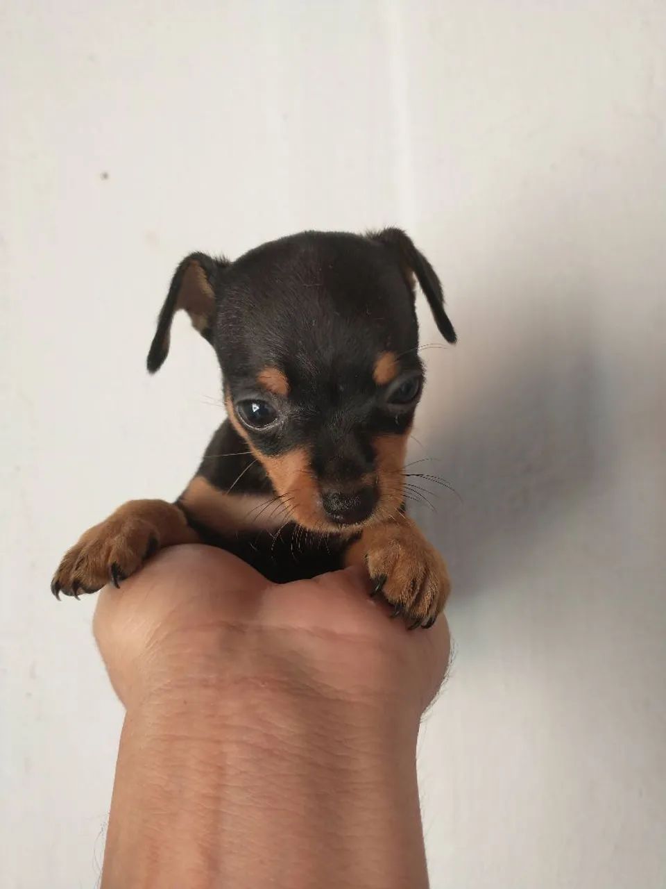 Filhote de pinscher Zero Disponível  - Foto 3