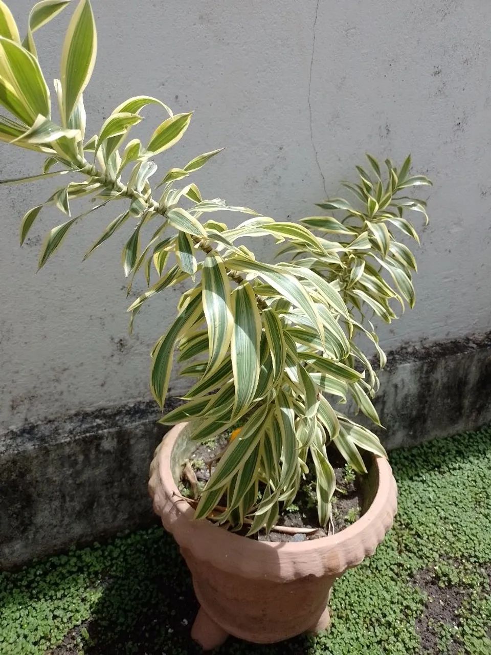 Planta com jarro  - Foto 2