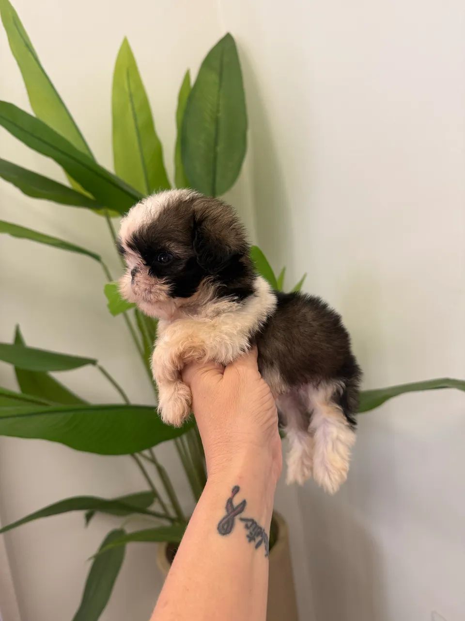 Shih tzu macho mini - Foto 2