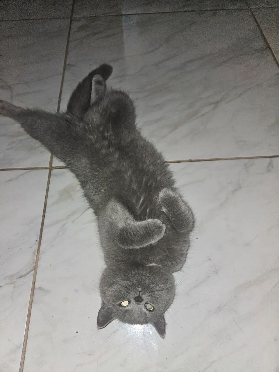 Filhotes de gato British shorthair  - Foto 3