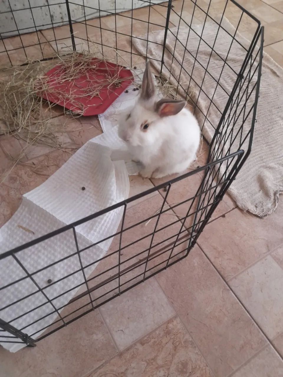 Coelho dócil, tipo mini coelho 