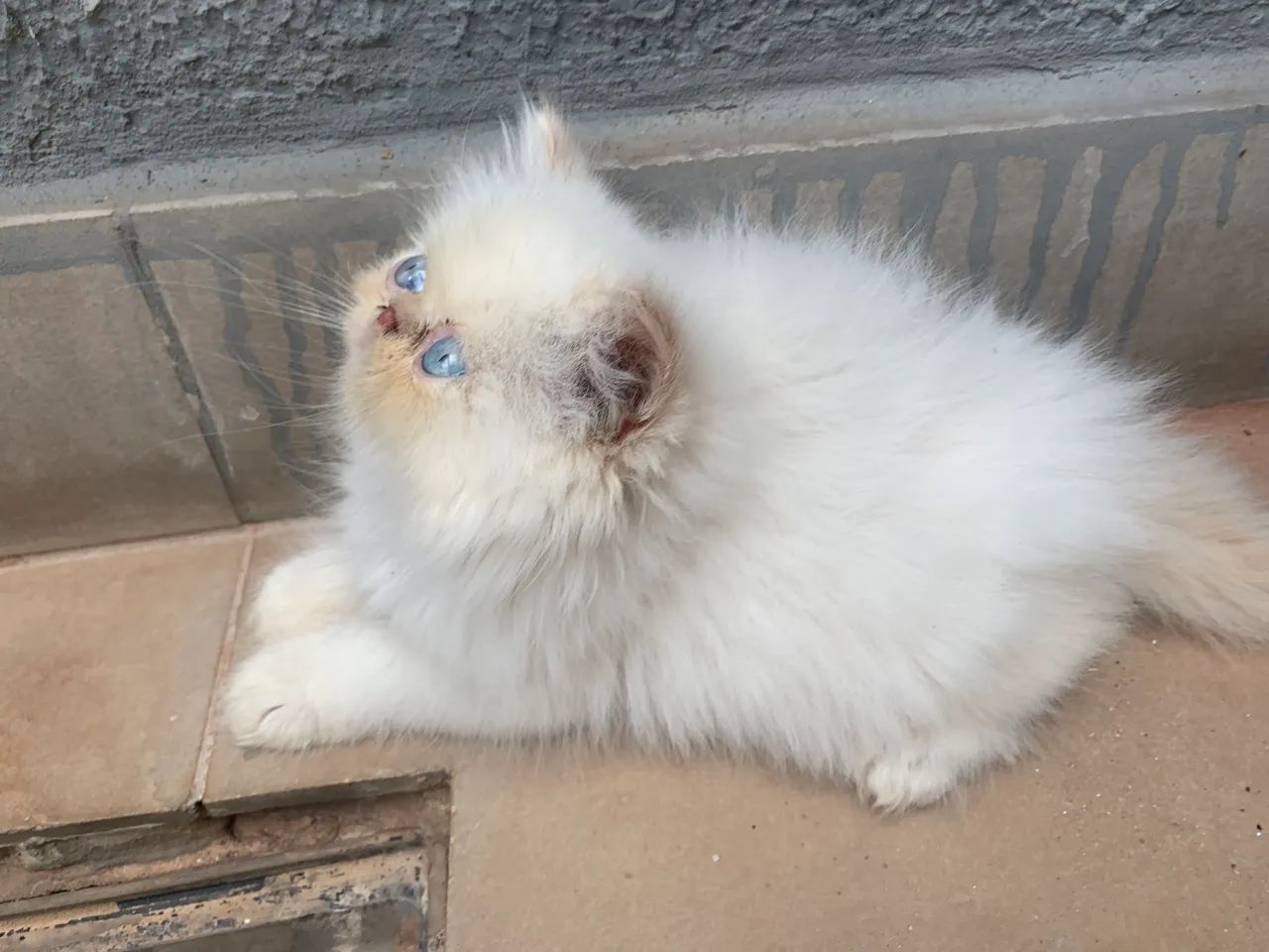 Gatinho himalaio macho  - Foto 2