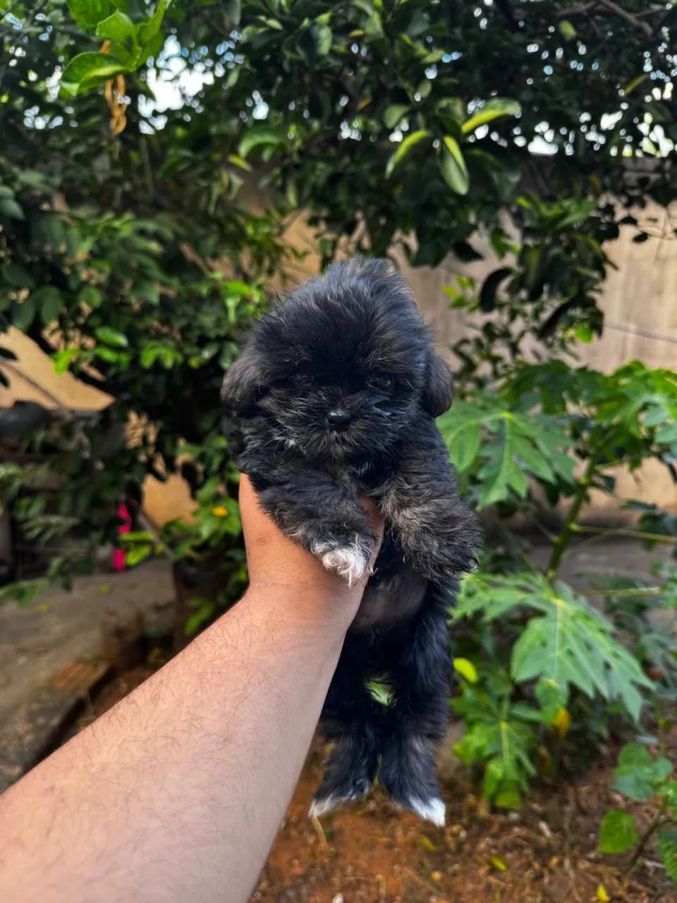 Filhote Shih tzu  - Foto 4