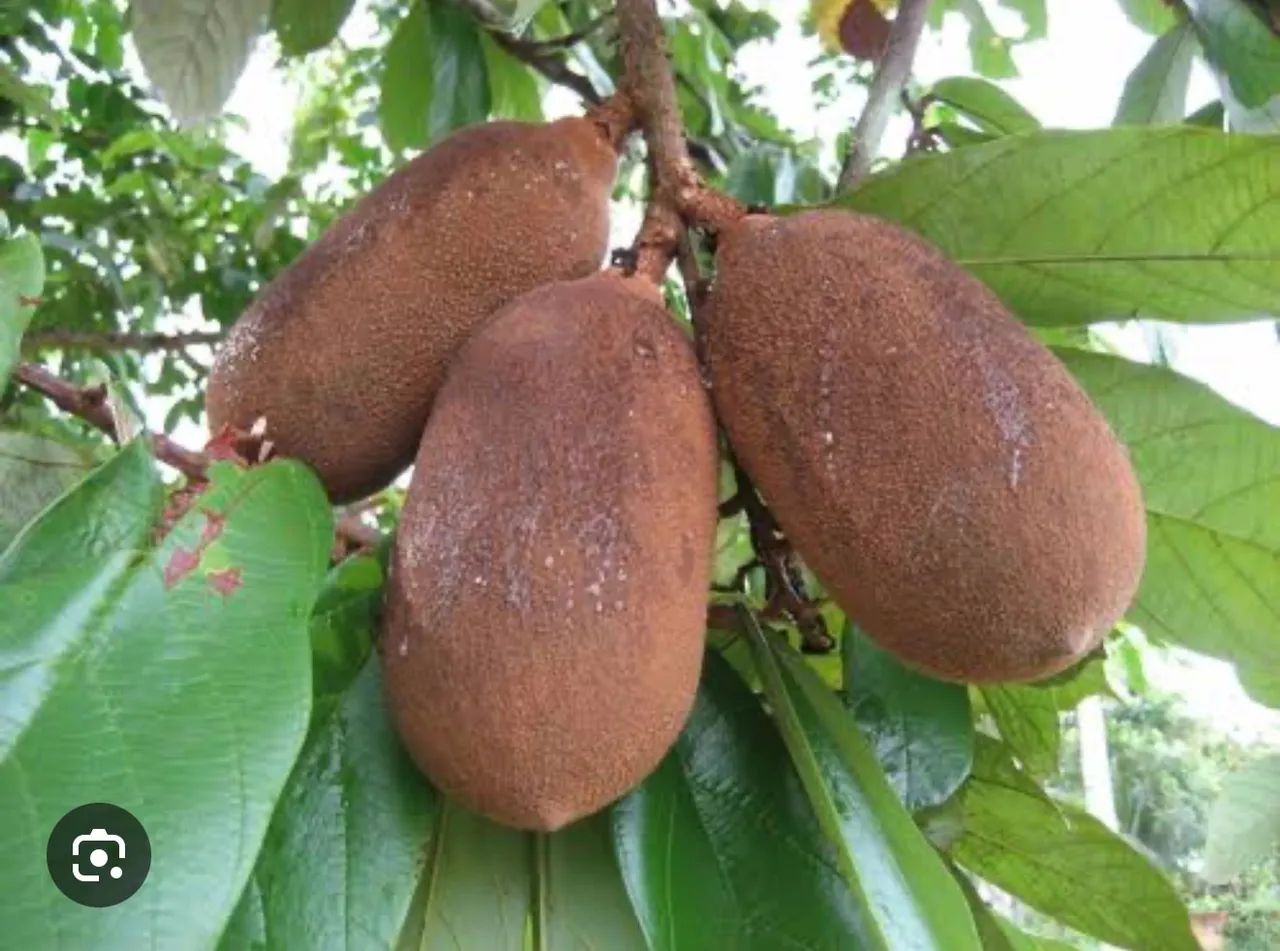Vende-se Polpa PURA de Cupuaçu 100 % natural (embalagens de 1 kg) - Foto 6
