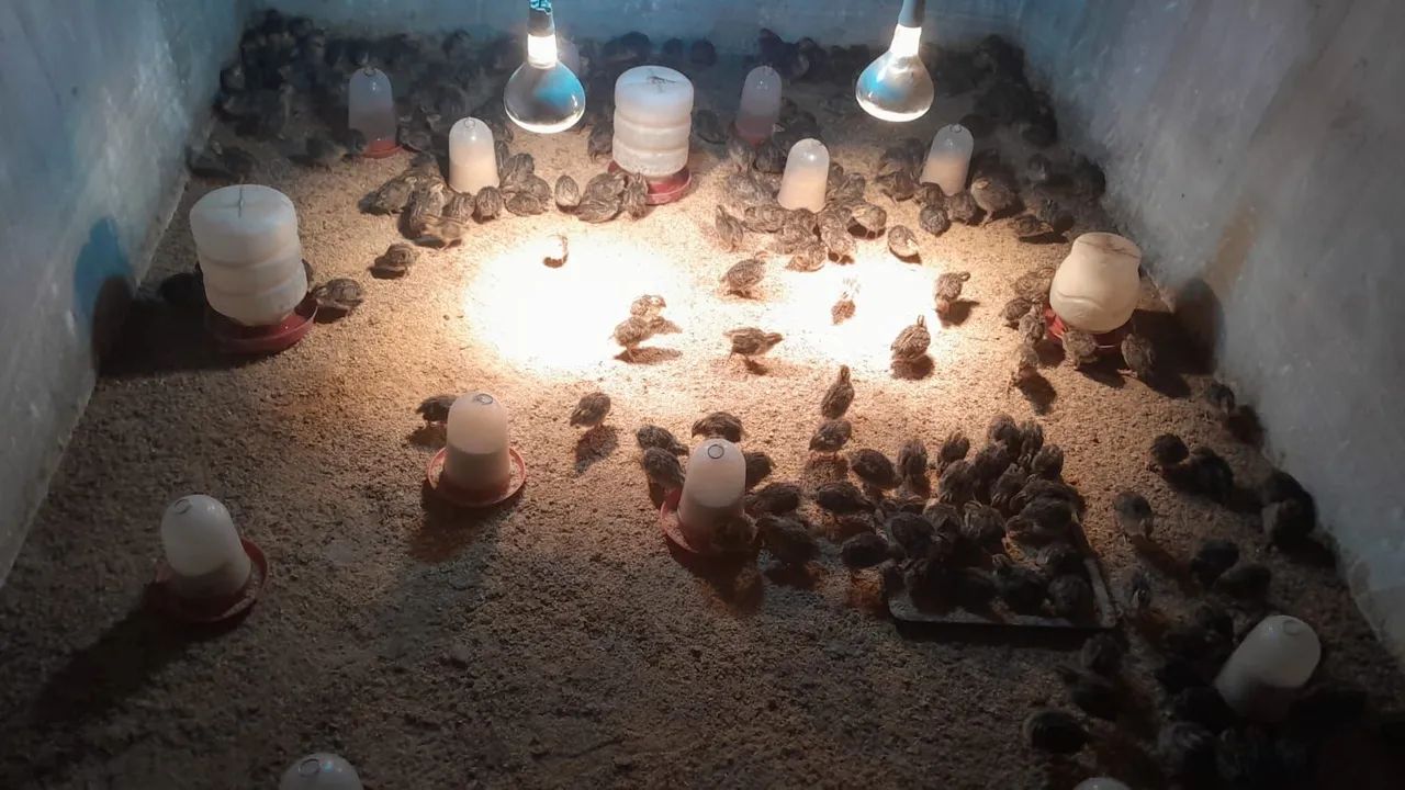 Ovos férteis codornas vivas e abatidas - Foto 4