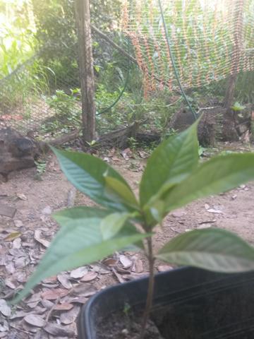 Mudas de jambo - Foto 2