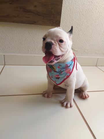 Bulldog Francês - Foto 5