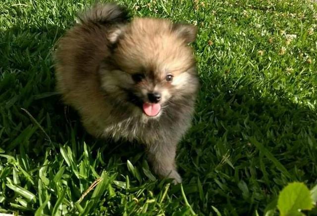 Maravilhosos filhotes spitz alemao - Foto 4