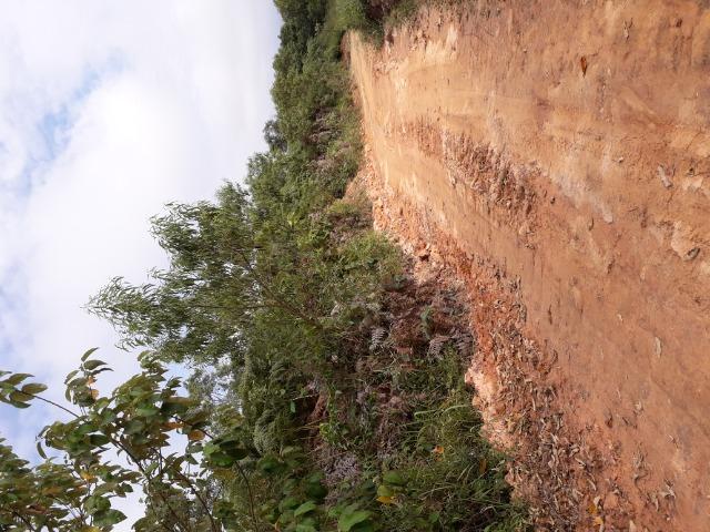 Fazenda de 62hectares em campo Largo - Foto 6