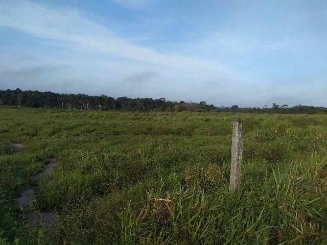 51 alqueires (250 hectares) com 30 alqueires de pasto por 850 mil reais no Pará - Foto 6