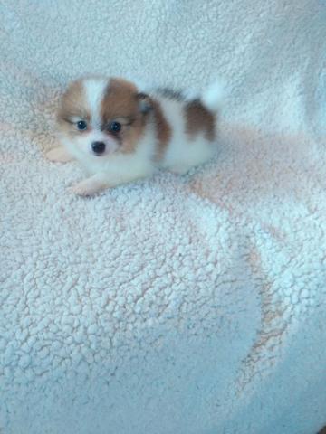 Lulu da pomerania anão