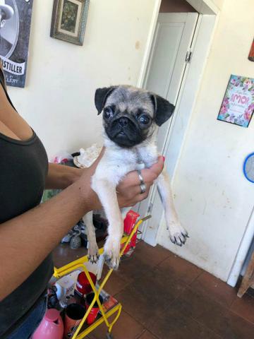 Pug fêmea