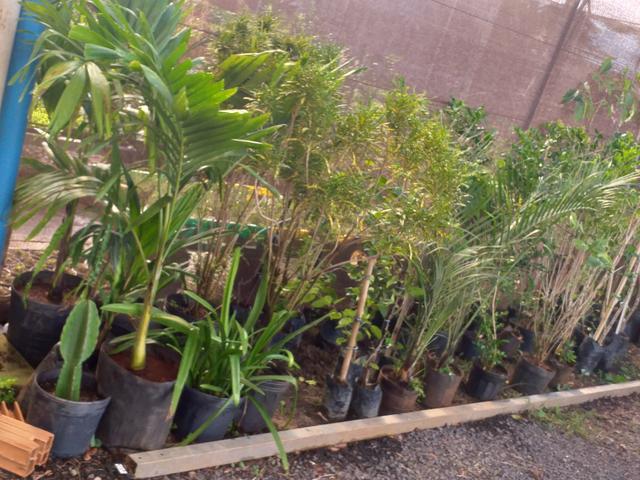 Mudas frutíferas,hortaliças e flores etc - Foto 2