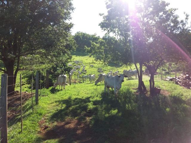 Área rural localizado na cidade de Lindoeste-PR - Foto 15