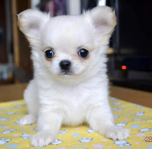 Chihuahua cores exóticas a pronta entrega - Foto 4