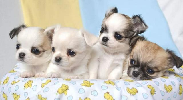 Chihuahua cores exóticas a pronta entrega - Foto 2