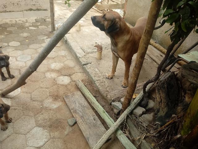 Fila Brasileiro - Foto 5