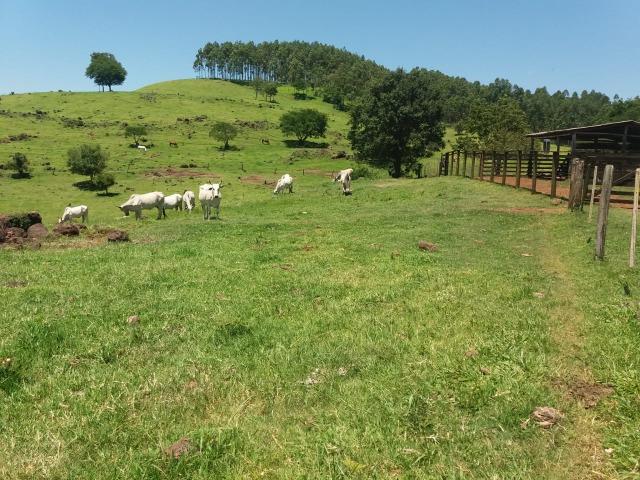 Área rural localizado na cidade de Lindoeste-PR - Foto 12