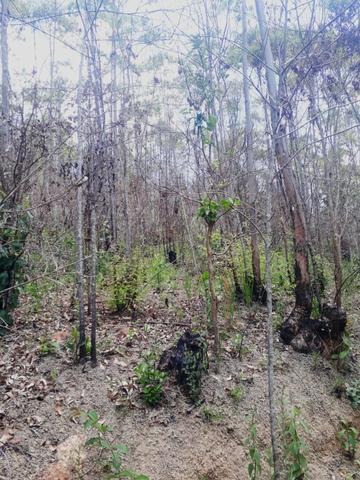 /c - 1.000m² 30mil - sem consulta renda - Foto 3