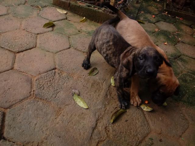 Fila Brasileiro - Foto 3