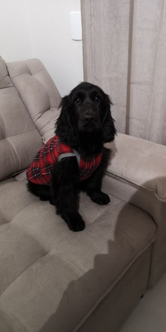 Cocker Spaniel Inglês - Foto 3
