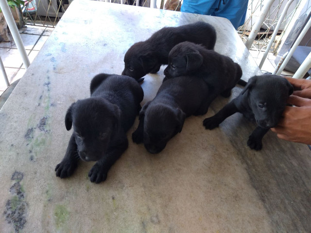 Filhotes de labrador