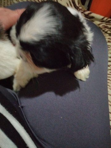 Shihtzu - Foto 3