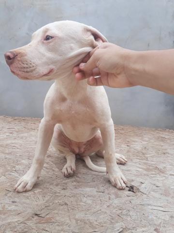 Oportunidade!!Filhotes de Pit Monster,Pai Registrado com Pedigree - Foto 3