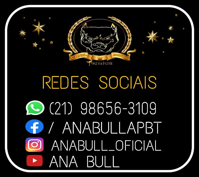 Filhotes de American Bully Blue Nose C Pedigree E AC Veterinário- Pitbull - Foto 5