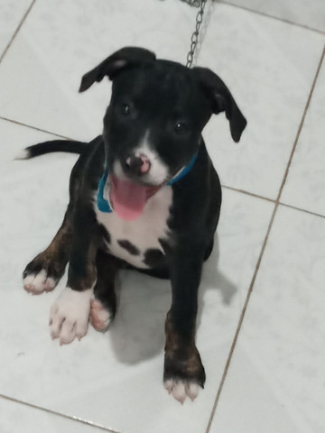 American Pitbull Terrier 3 Meses - Foto 5