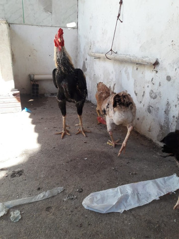 Tenho disponiveis ovos galados