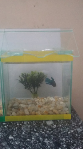 Aquário - Foto 2