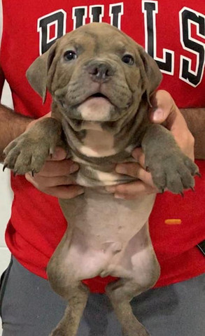 Lindos Filhotes de American Bully (pegada gringa) - Foto 3