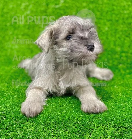 Olx schnauzer best sale puppies for sale