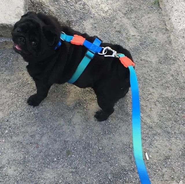 Pug macho adoção  - Foto 2