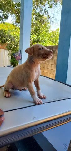 Filhotes de Pitbull ( passo cartão ) - Foto 5
