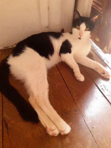 Gatos Castrados Para Adoção  - Foto 2