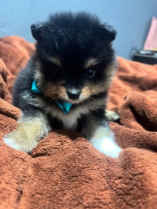 Spitz alemão (lulu da pomerania) - Foto 3