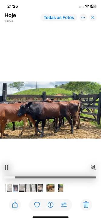 25 Novilhas girolando por R$61,500 e pra vender e nao trocat - Foto 3