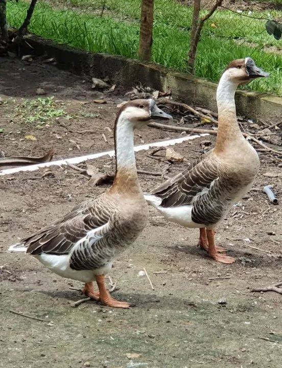 Ganso Africano puro  - Foto 2