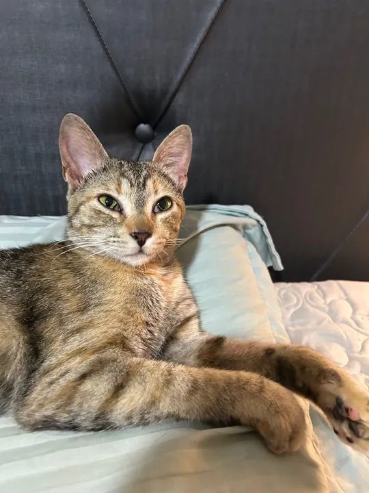 Gatinha amável dócil disponível para adoção - Foto 5