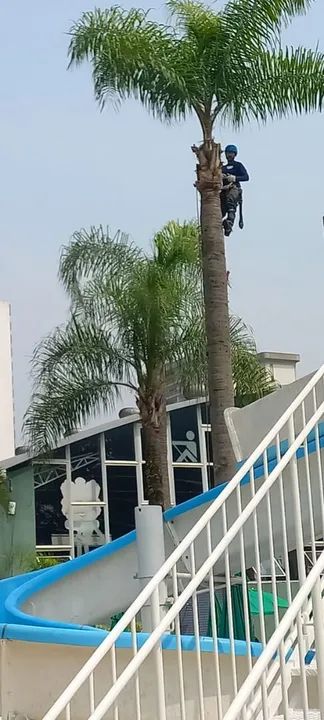 Serviço Profissional de Corte e Poda de Árvore  - Foto 4