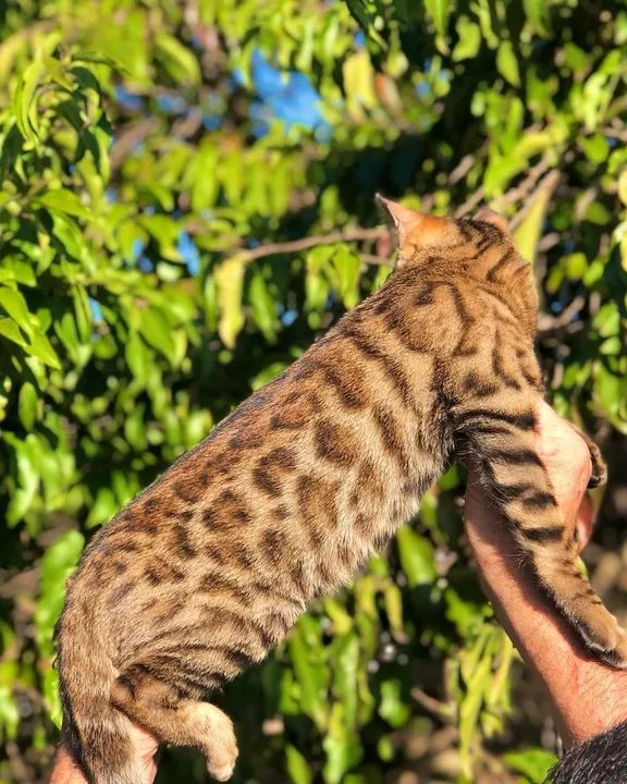 Gato Bengal filhote  - Foto 4
