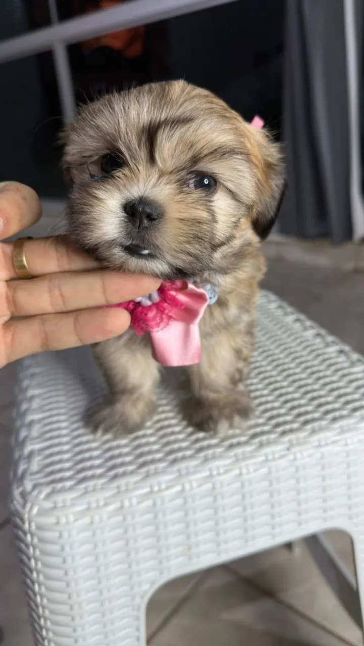 Filhote lhasa Apso 45 dias !!!