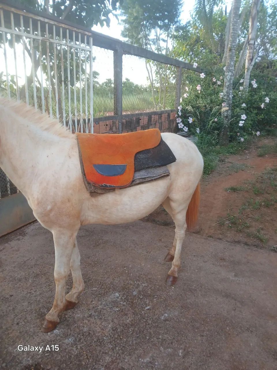 Burro branco manso - Foto 5