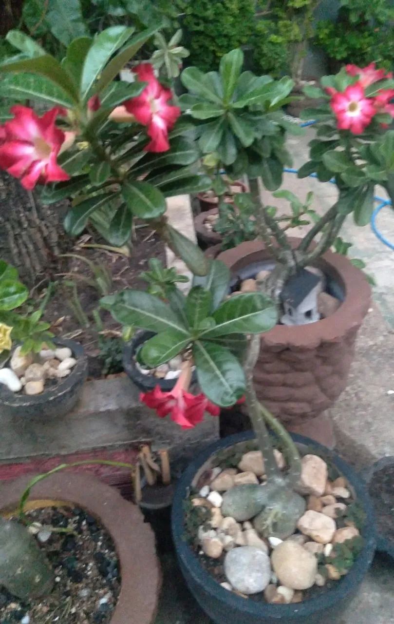 Planta ornamental no vaso  - Foto 5
