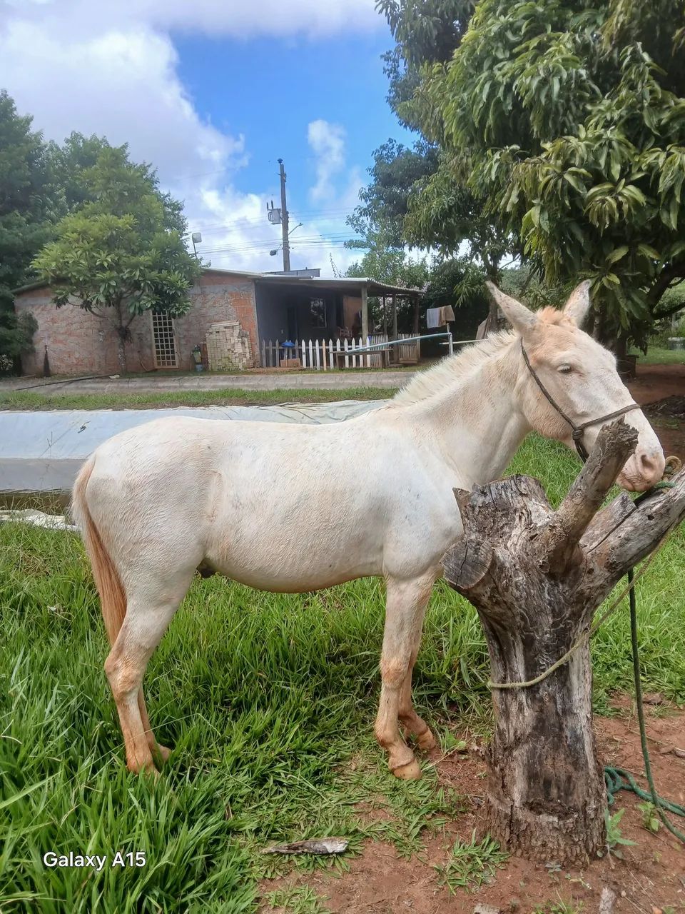 Burro branco manso - Foto 3
