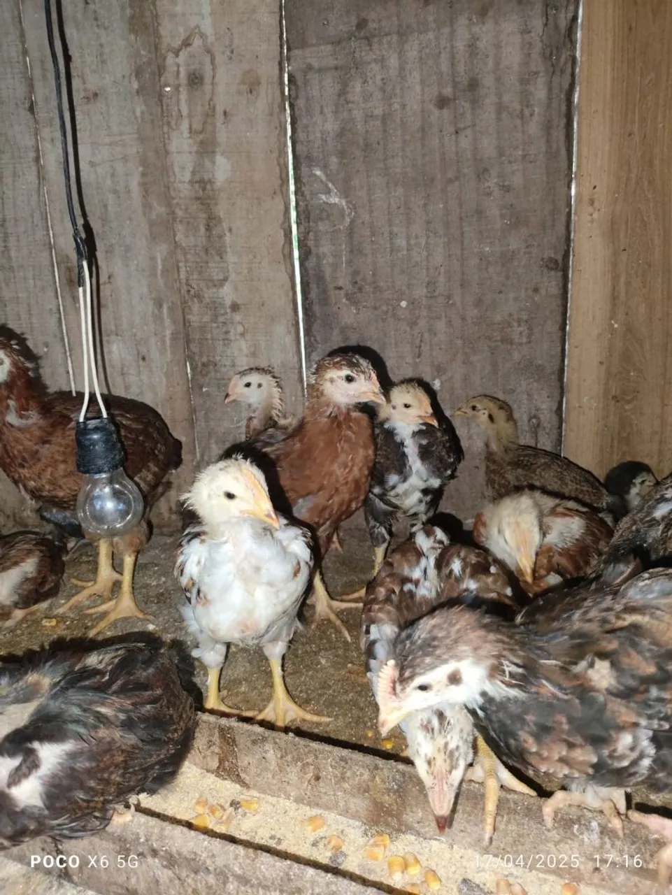 Pintinhos GSB ( Galinha Balão)