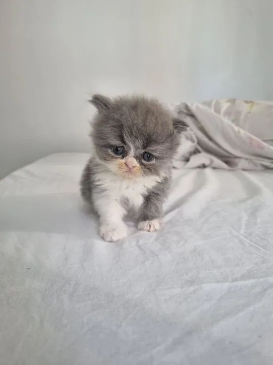 Gatinhos Persa - super fofinho - Foto 4