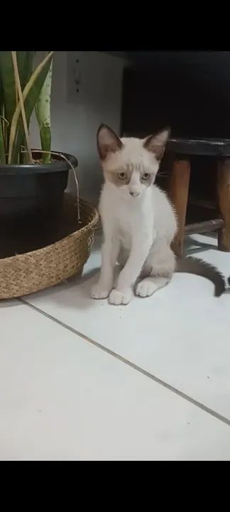 Gatinho preto e branco - Fofo e brincalhão - Foto 2